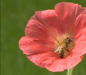 How Flowers Talk to Bees